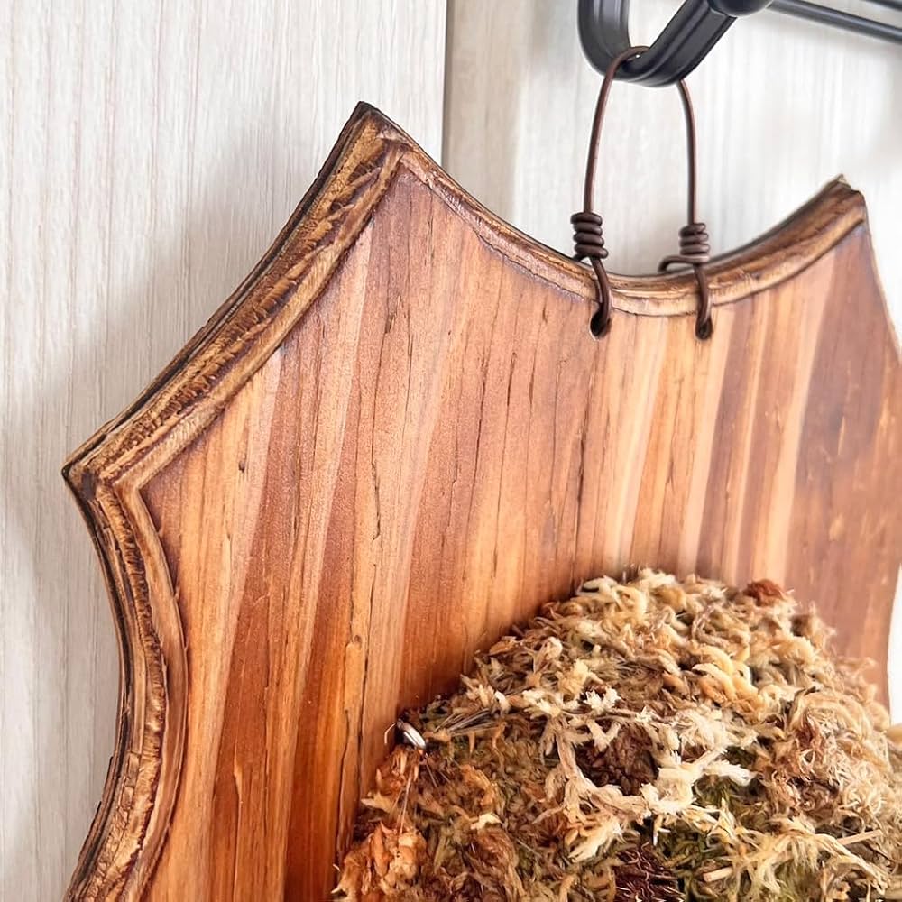 Amazon｜【おしゃれな壁掛け観葉植物】ビカクシダ ウィリンキー